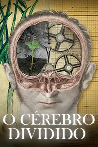 O Cerebro Dividido